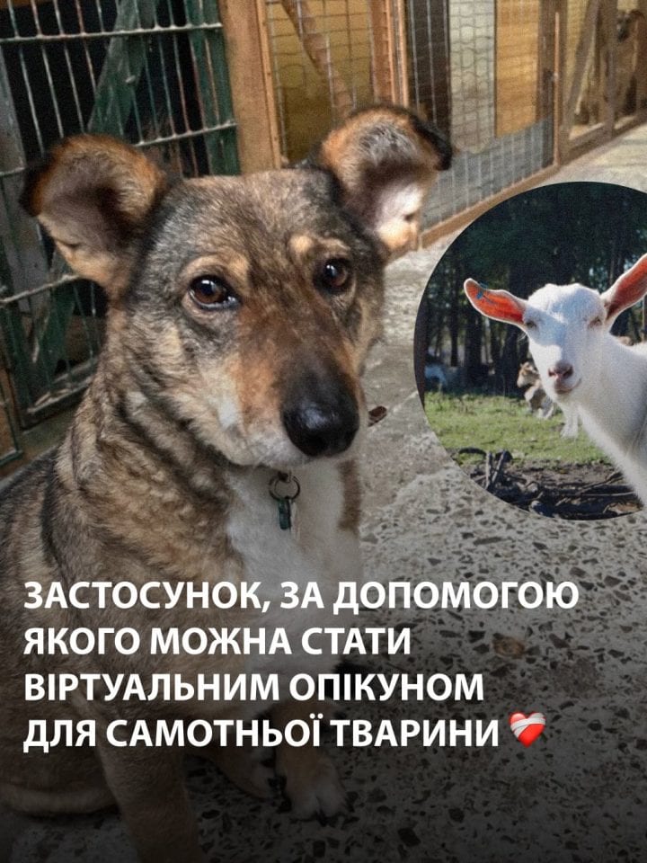 Застосунок, за допомогою якого можна стати віртуальним опікуном для самотньої тварини