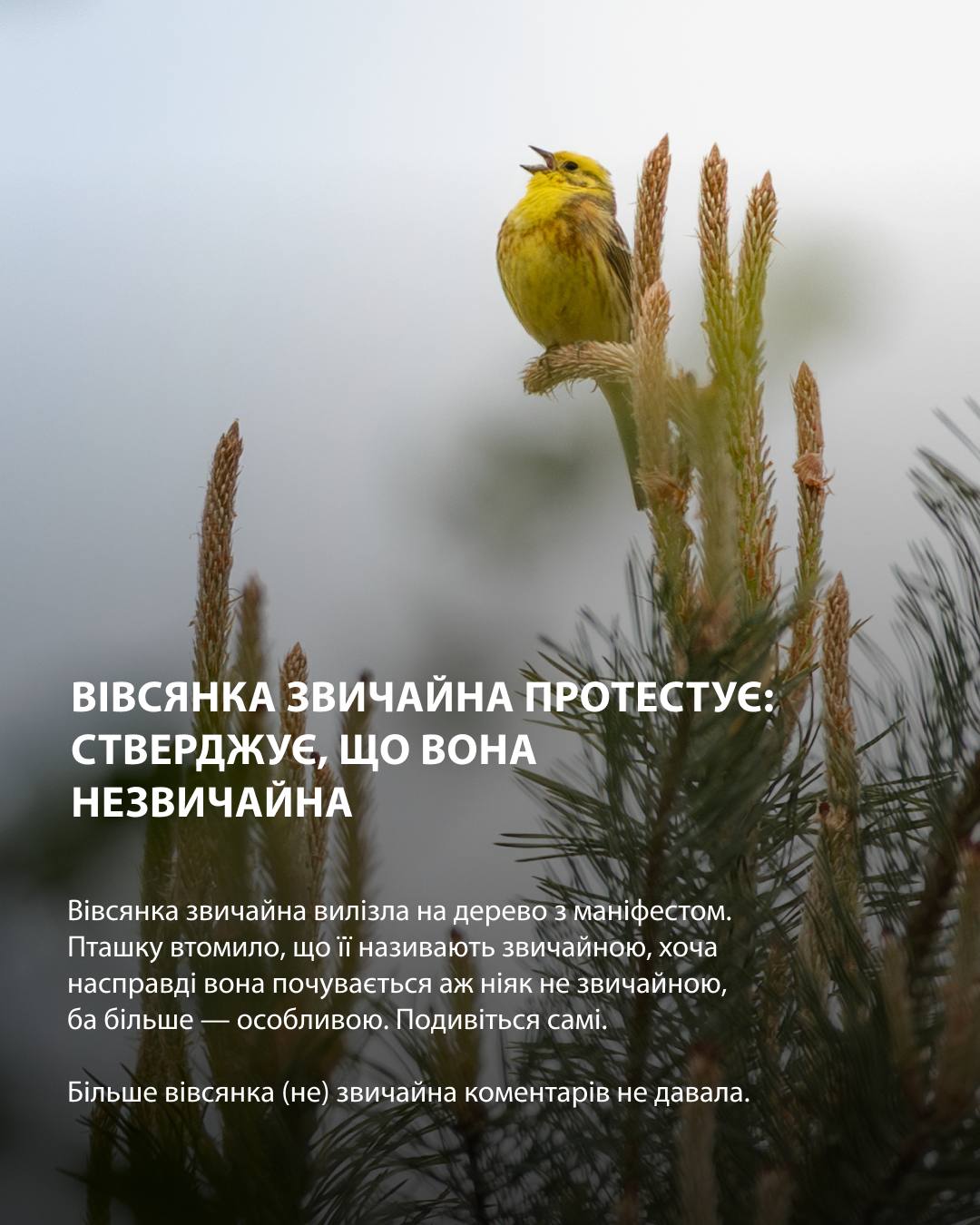 Новини без причини. В УЛІС.Віняви нічого не відбувається (чи все ж відбувається)?