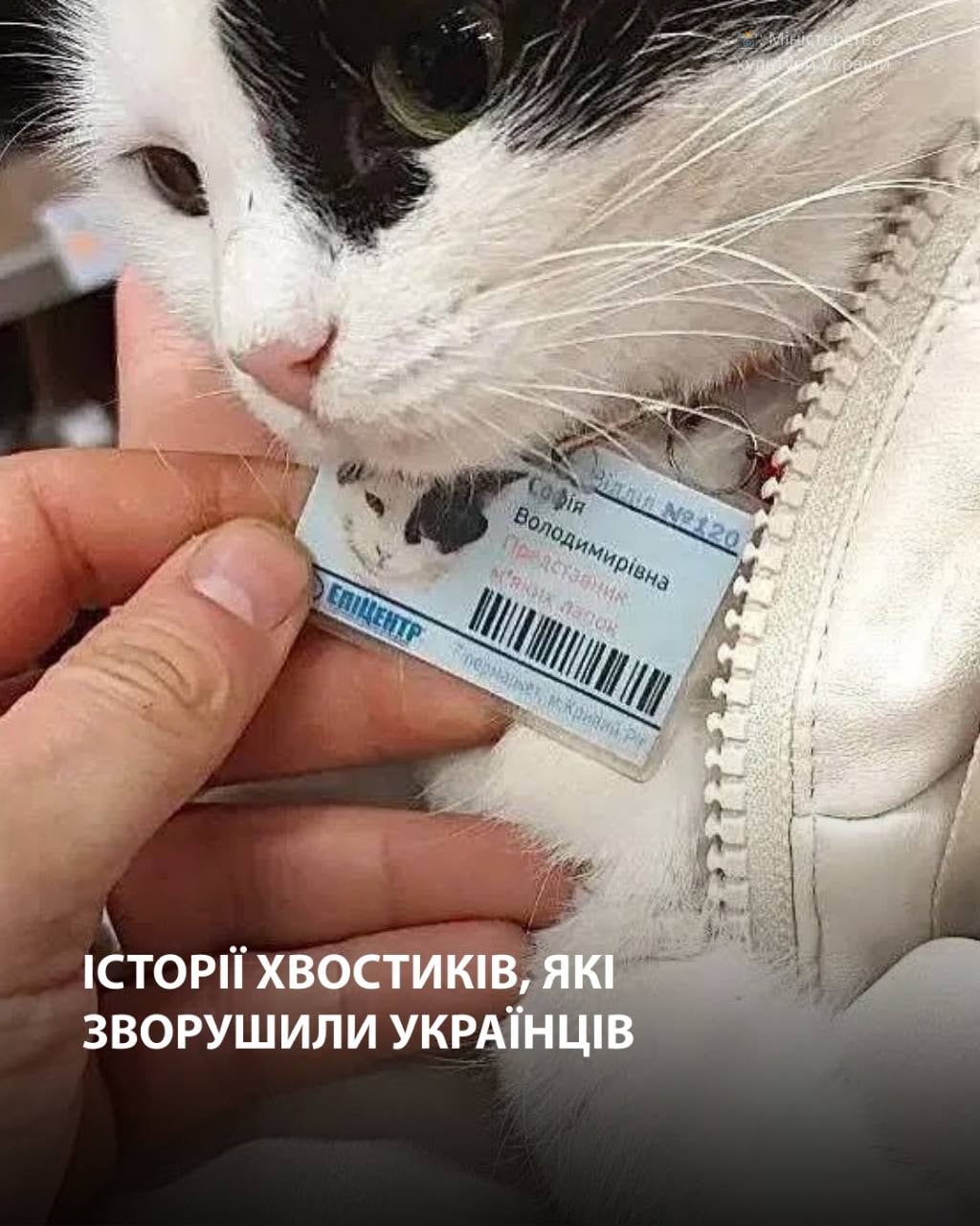 Історії хвостиків, які зворушили українців