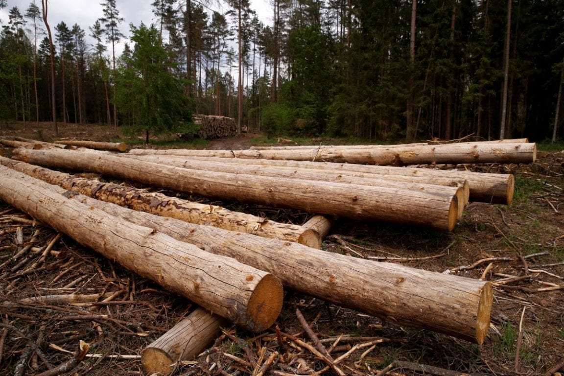 В 14 областях можна онлайн перевірити законність заготівлі деревини