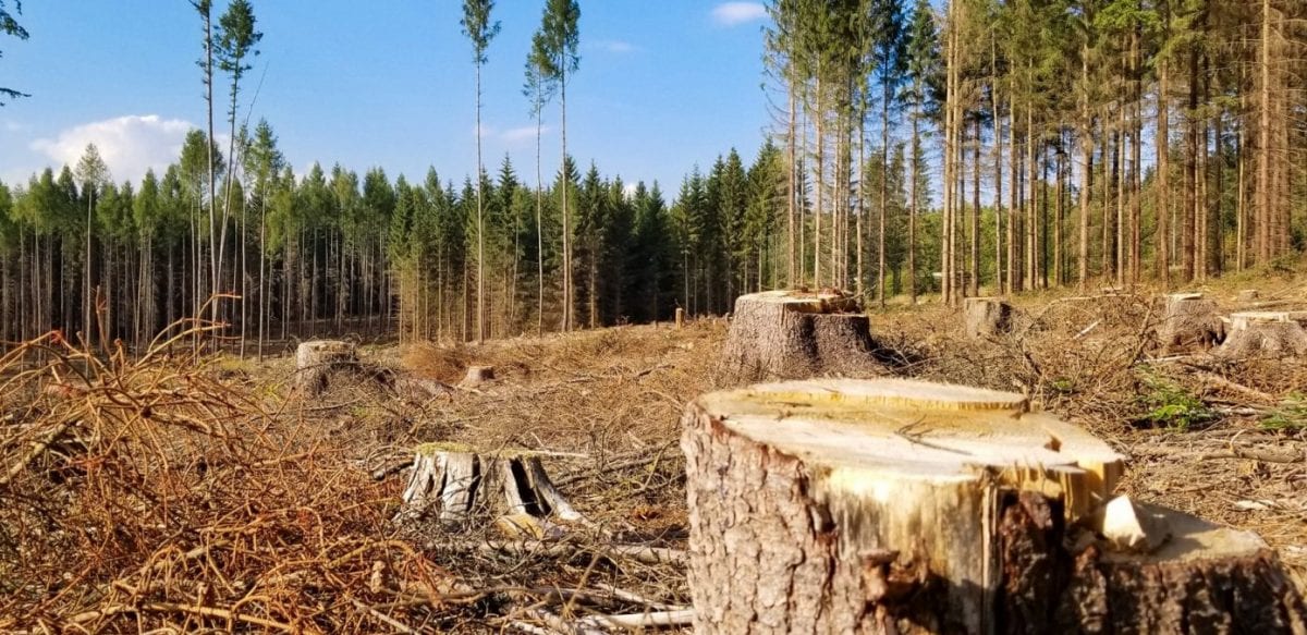 В Україні створять Єдиний лісовий портал для перевірки законності рубок і видачі е-дозволів