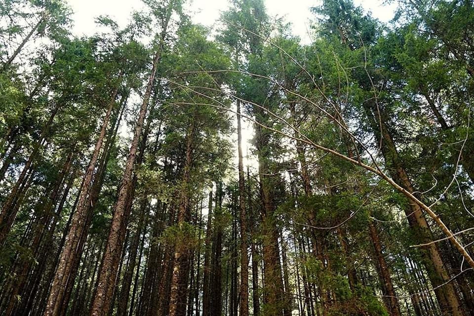 У гірських районах Закарпаття висадили майже мільйон дерев