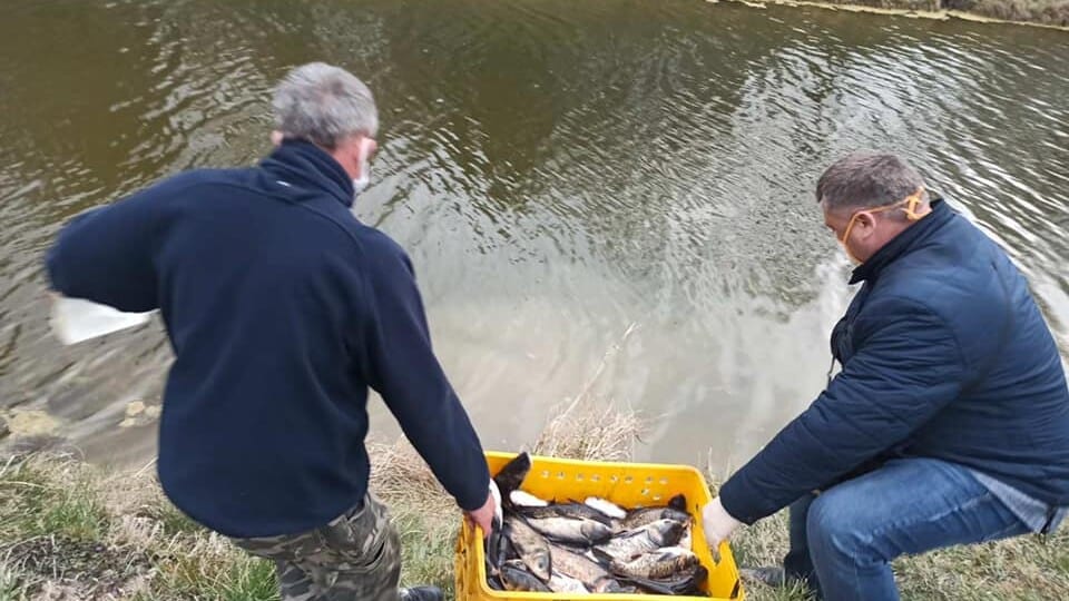 У водойми Луцька випустили 300 кілограмів риби