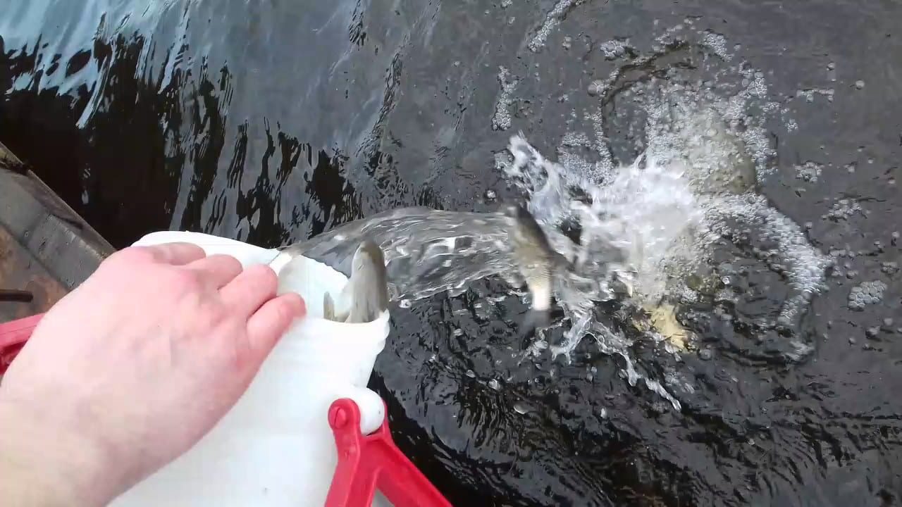 У водойми Херсонщини випустили понад 700 тисяч мальків щуки