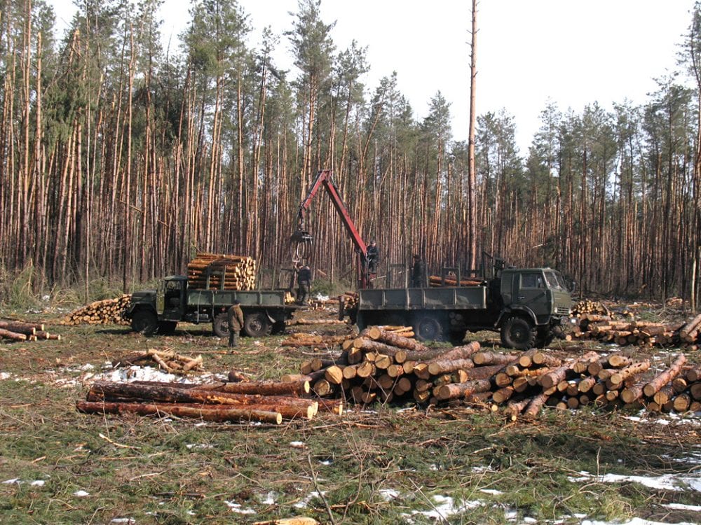 В Україні розробили мобільний додаток для перевірки законності вирубки лісу