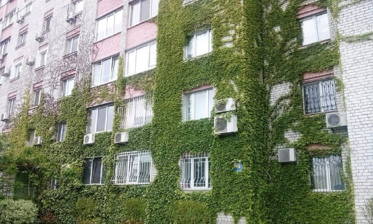 У Києві запустили акцію з вертикального озеленення будинків