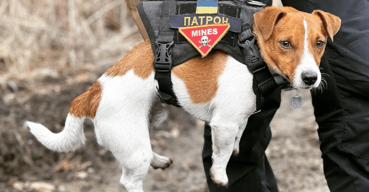 Пес Патрон у смартфоні: в Україні запустили додаток для виявлення вибухівки