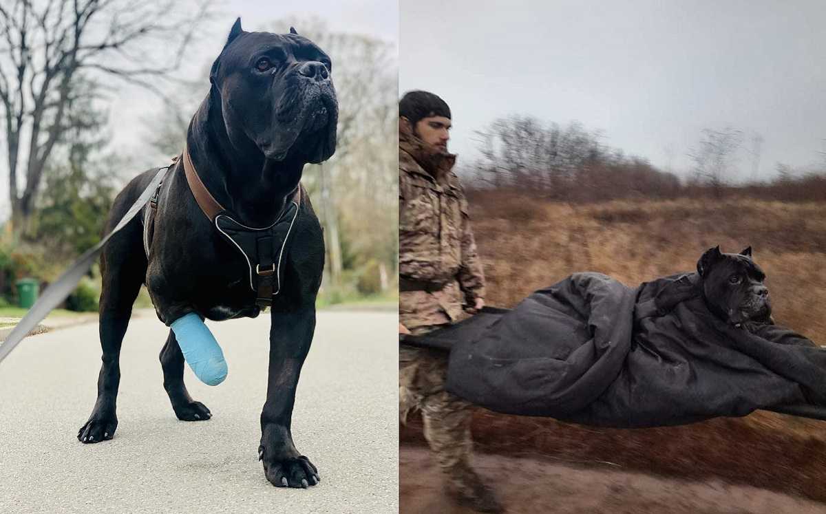 Пес-розвідник Вася, який вирвався з полону окупантів, проходить реабілітацію у Польщі