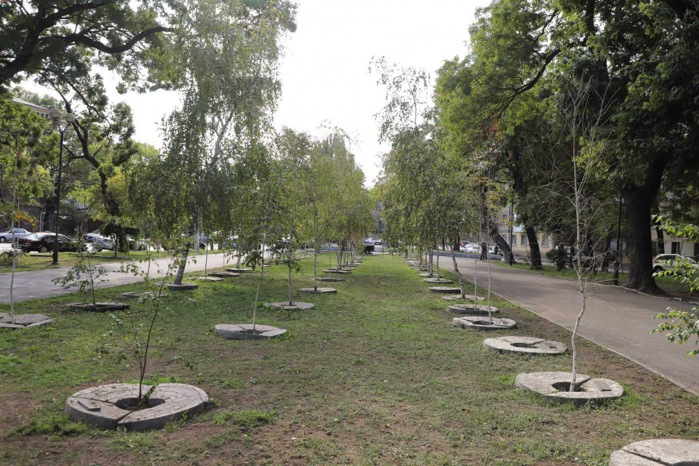 В Одесі висадили алею кленів у пам’ять про жертв Голокосту (ВІДЕО)