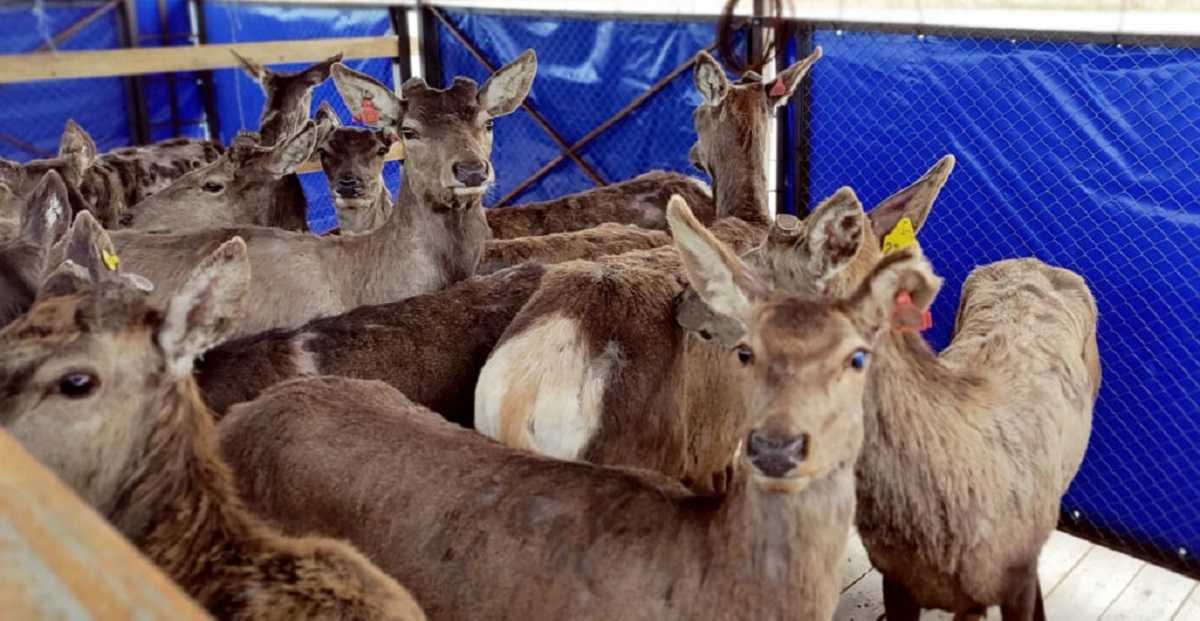 В українську дельту Дунаю випустили європейський ланей та благородних оленів (ВІДЕО)