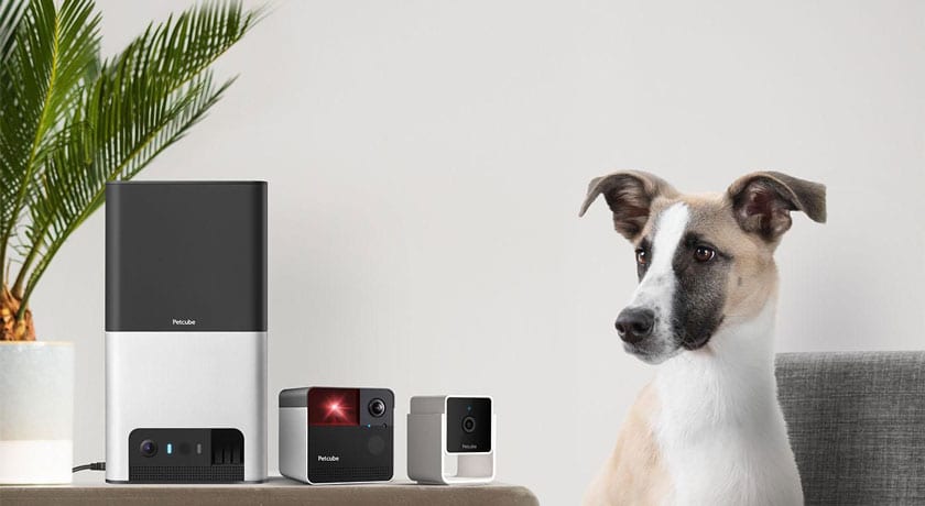 Стартап Petcube виходить на ринок України: через 11 років після запуску. Що відомо