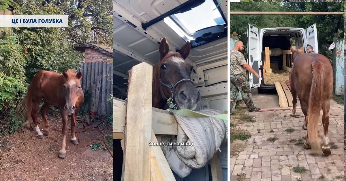 Волонтери UAnimals евакуювали кобилу з Донеччини, яка прибилась до військових