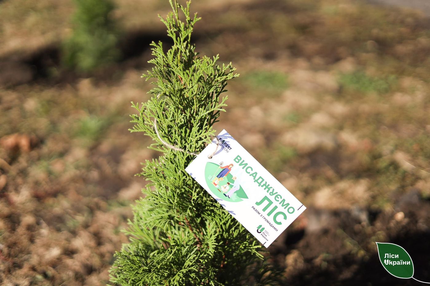 В Україні стартувала програма порятунку лісів FOREST RECOVERY