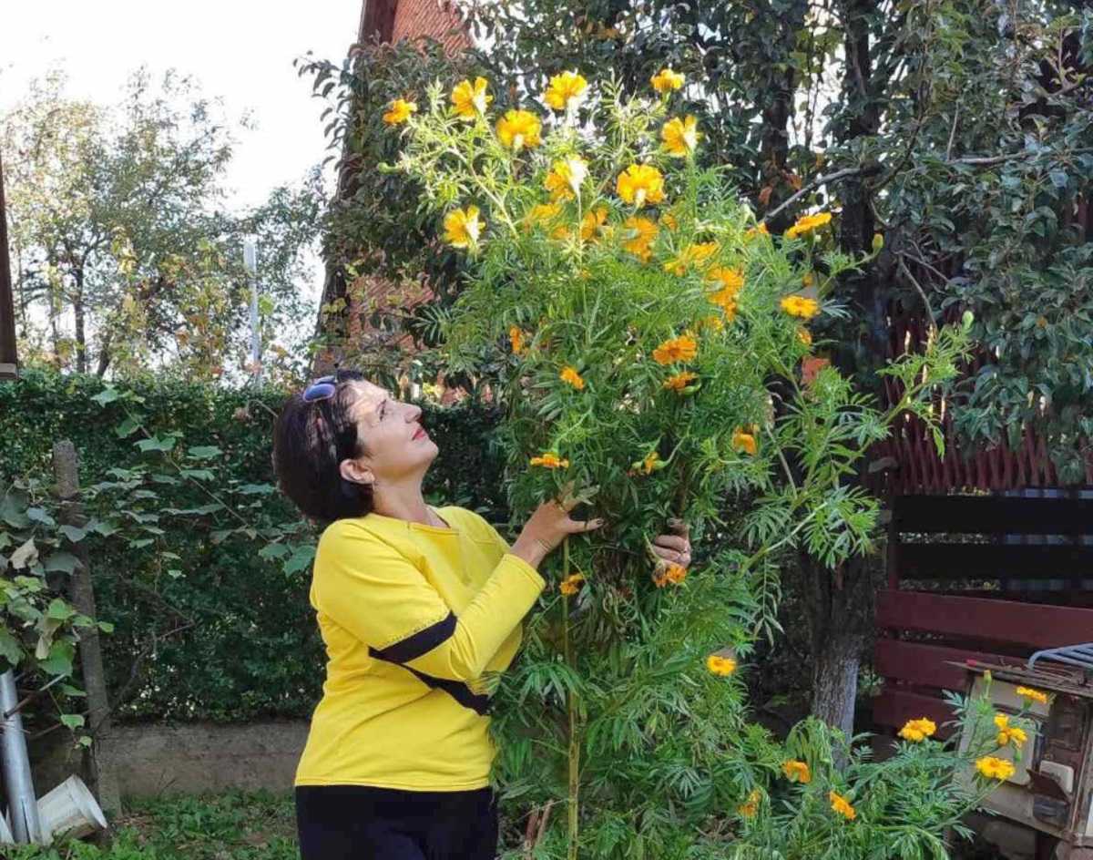 В Ужгороді військова пенсіонерка виростила рекордні чорнобривці заввишки аж 2 метри 14 см