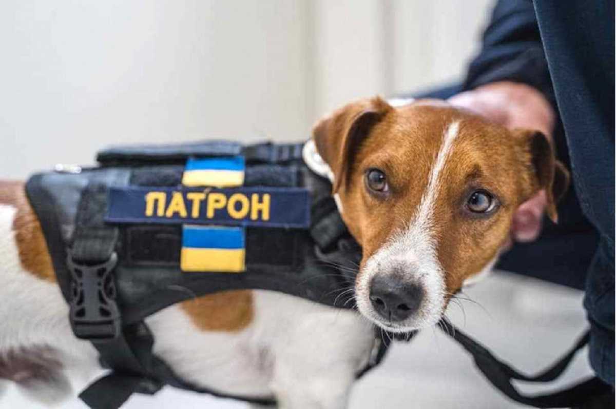 Кияни подали петицію про встановлення пам’ятника Псу Патрону на місці демонтованого монумента Пушкіну