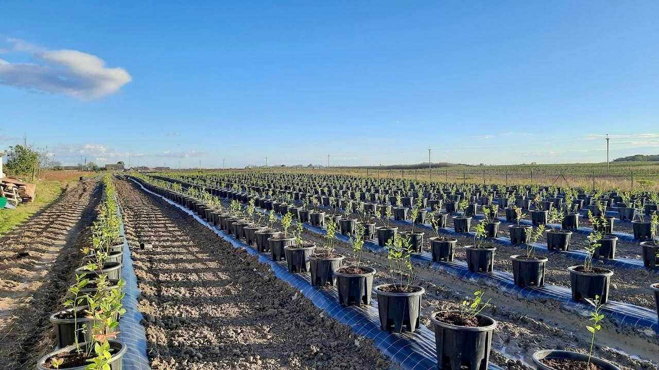 Ягідники Закарпаття запровадили нову технологію дозрівання лохини