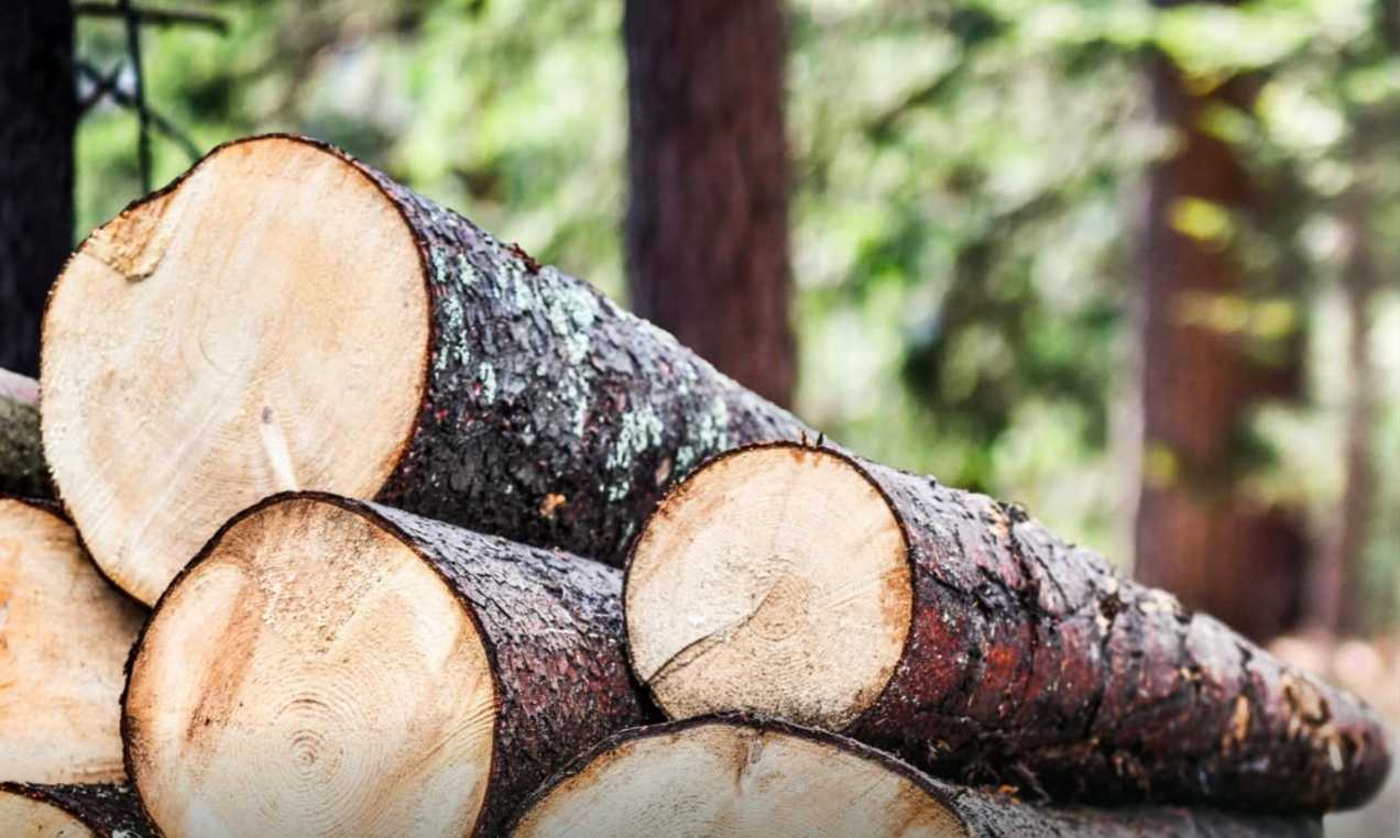 В Україні видали перший е-сертифікат про походження деревини