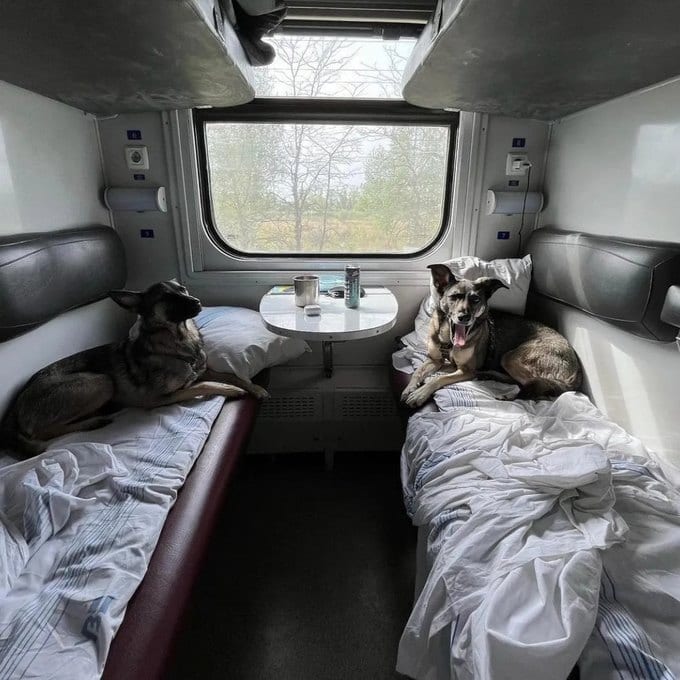 “Укрзалізниця” разом з “UAnimals” анонсувала оновлені правила перевезення домашніх тварин у поїздах