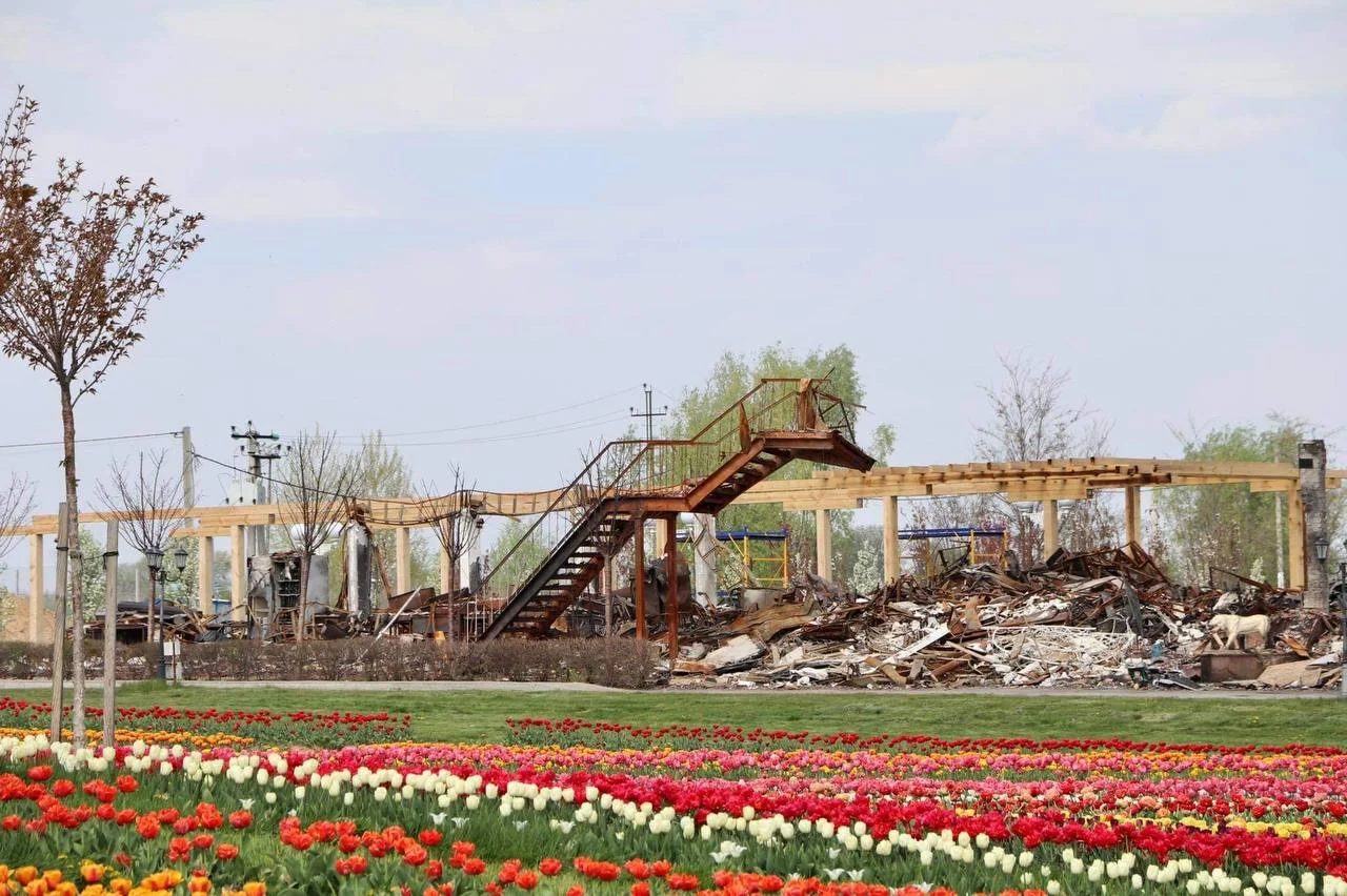 У Києві вже розквітають тюльпани: де саме