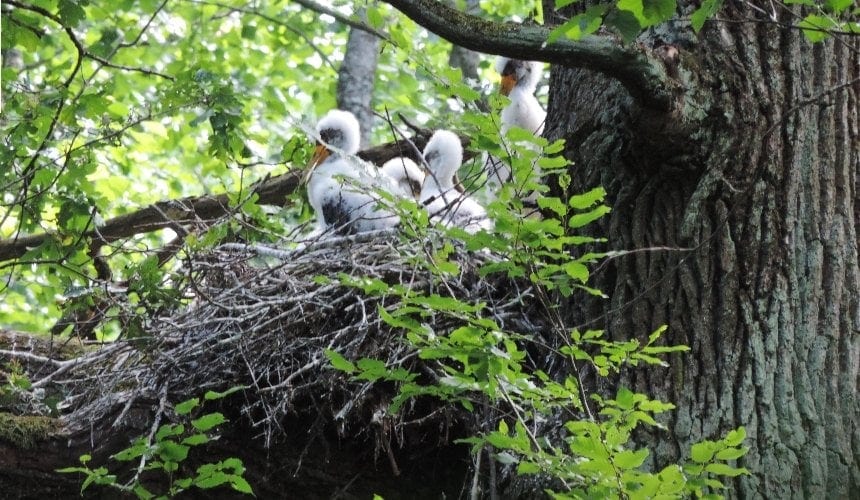На Київщині створили охоронні зони для захисту рідкісних птахів
