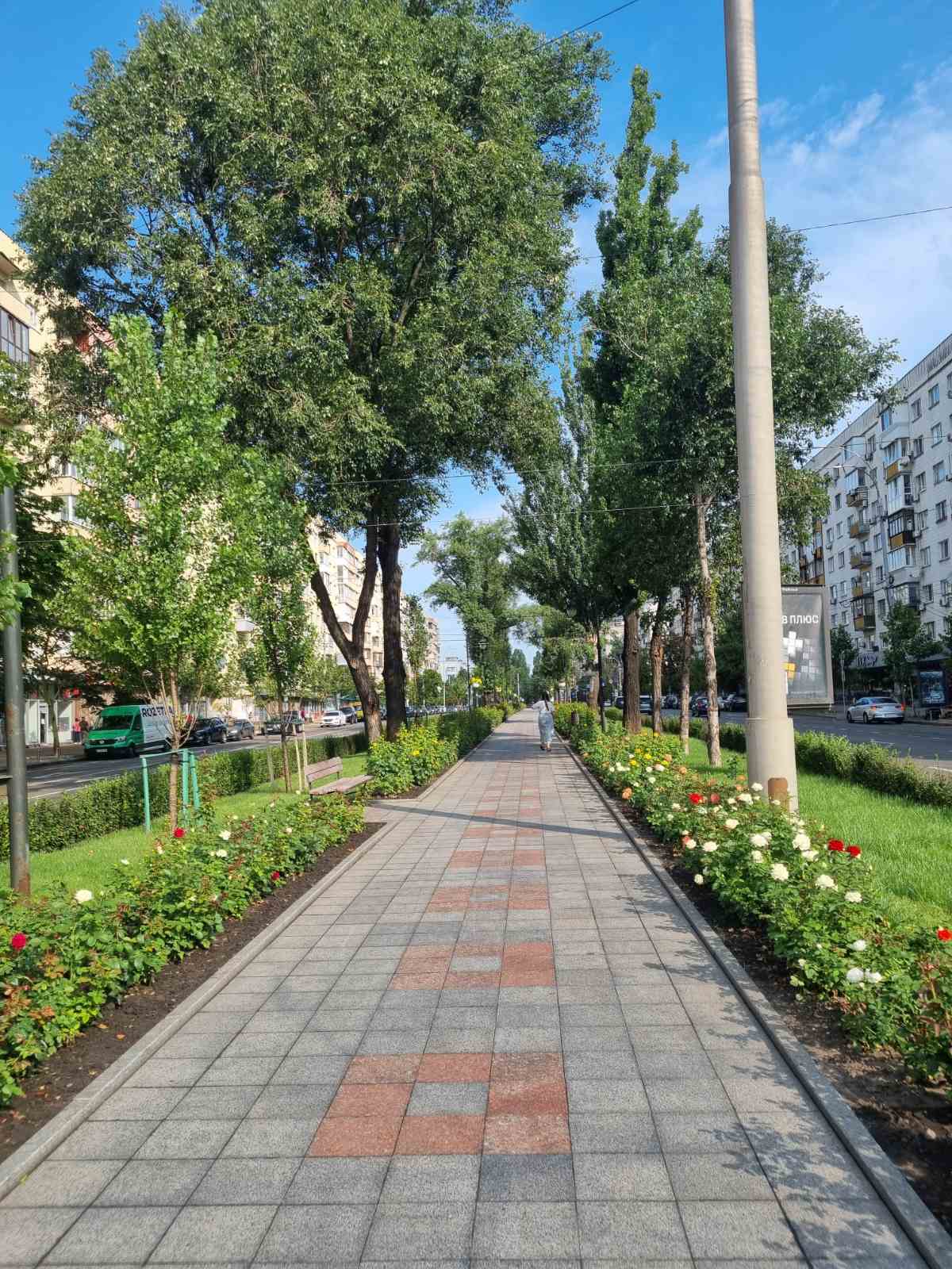 На бульварі у Києві розквітли троянди: де можна помилуватися красою