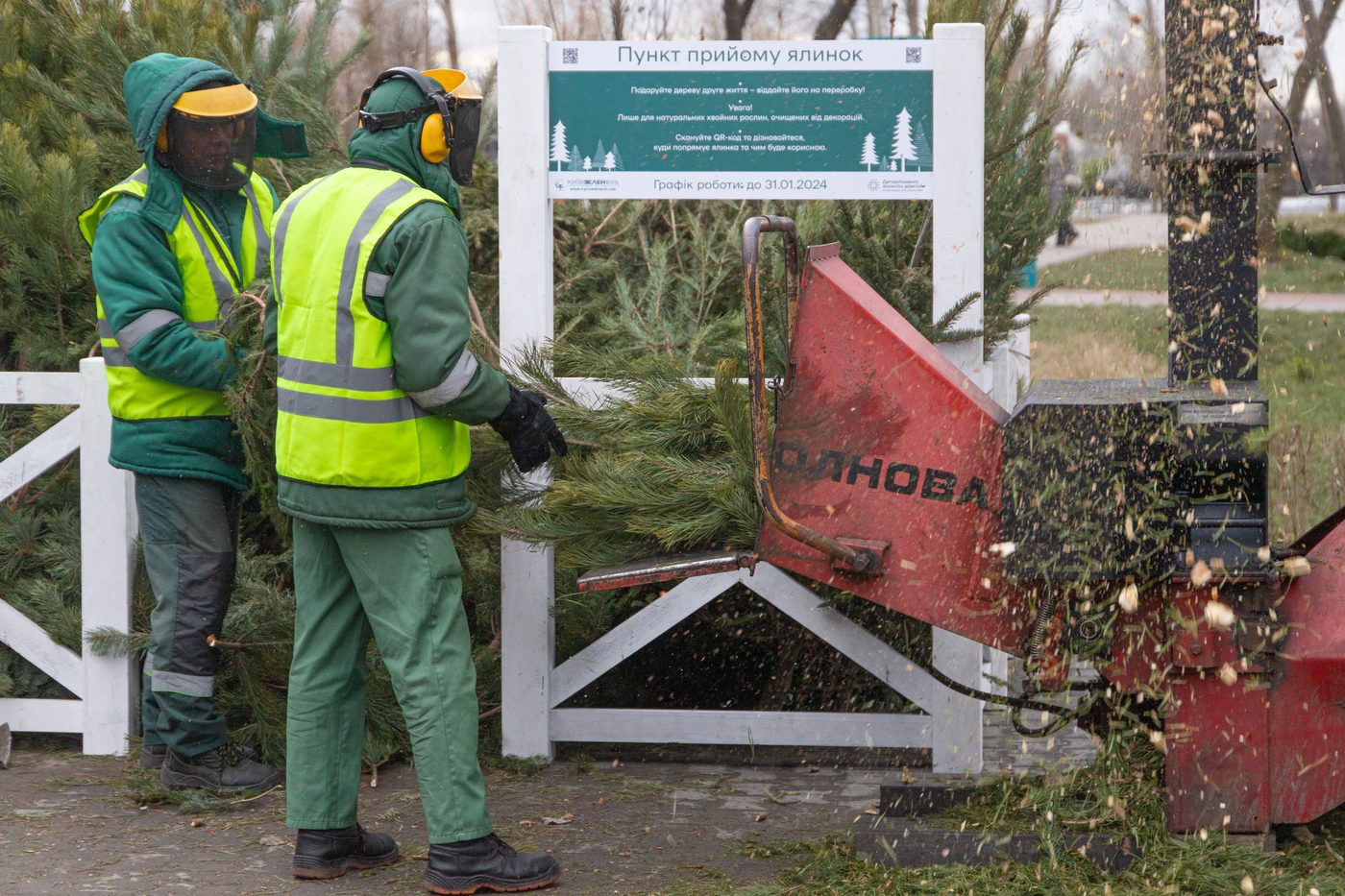 У Києві можна буде екологічно утилізувати новорічне дерево: де саме