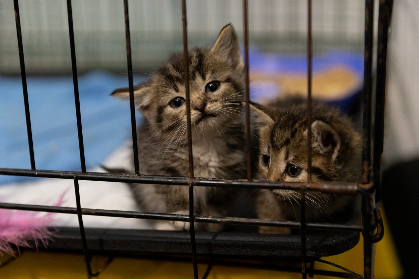 Не купуй — прихисти: у Києві на AdoptMe Days   шукатимуть петбатьків для чотирилапих