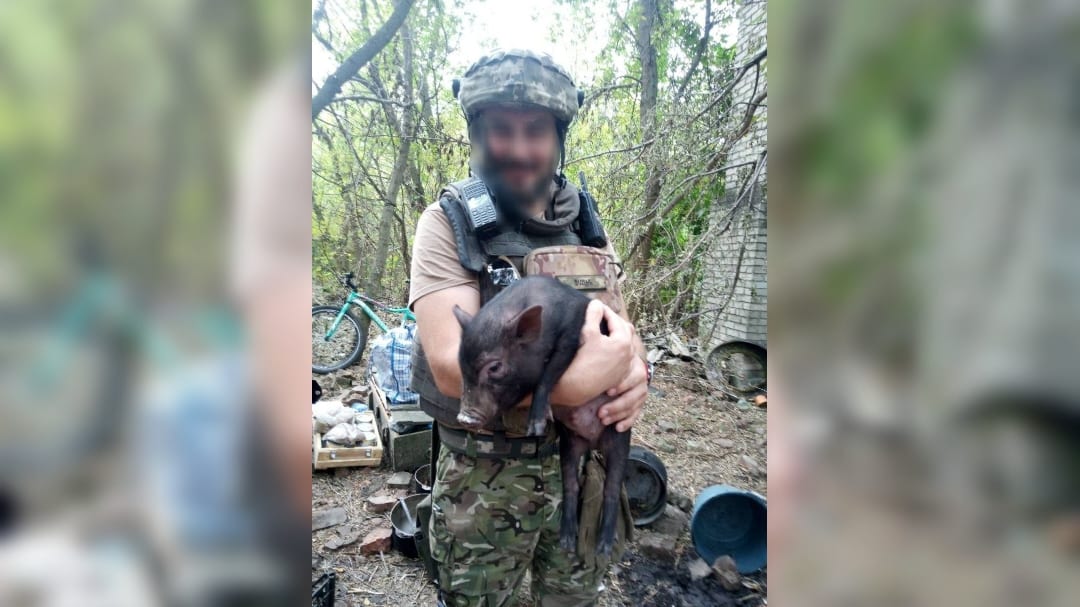 В’єтнамське порося, яке стало фронтовим талісманом, знайшло новий дім у притулку