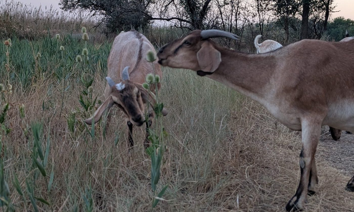 Волонтери UAnimals евакуювали пʼять кіз із Запорізької області (ФОТО)