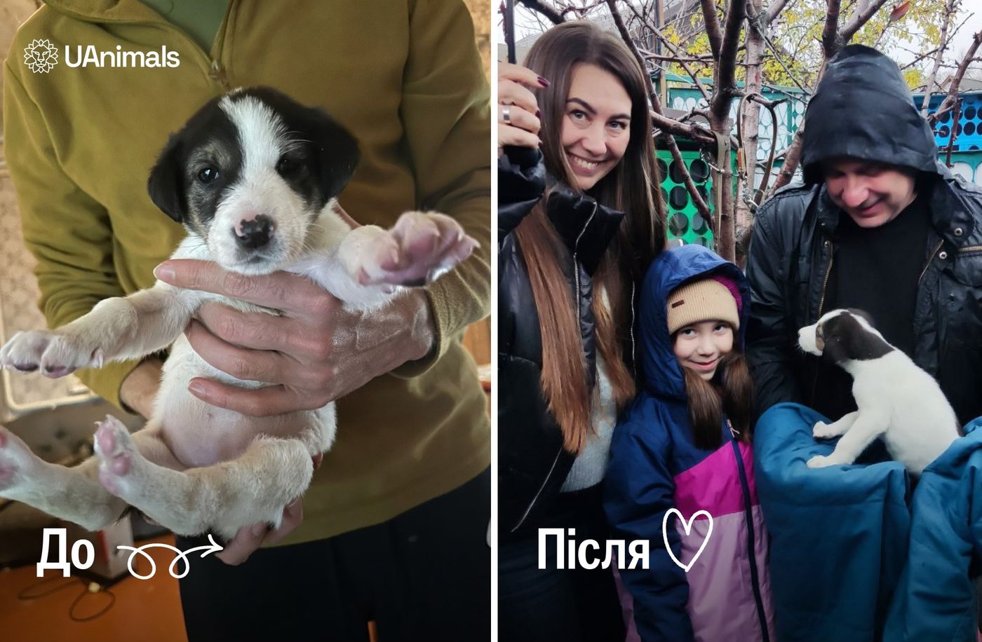 Цуценяті, якого військові вигодовували на позиціях, знайшли родину
