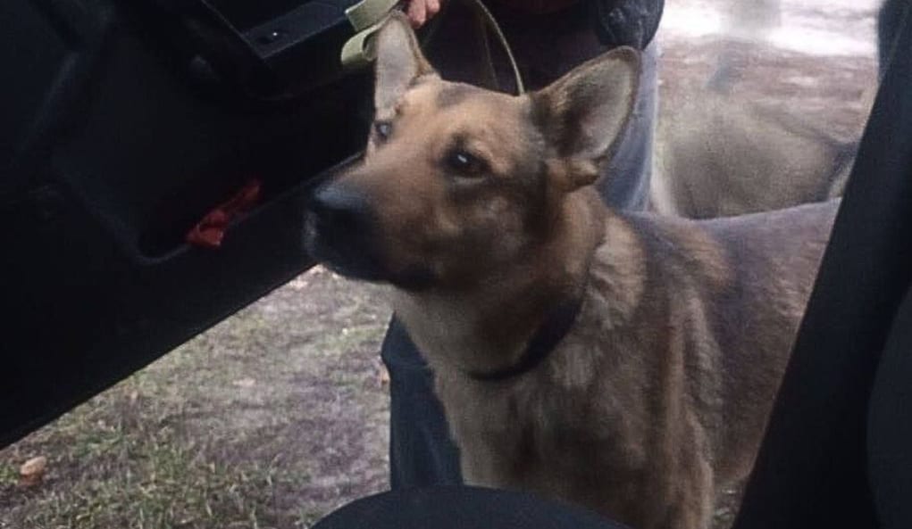 На Сумщині пес вижив після влучання авіабомби та знайшов новий дім