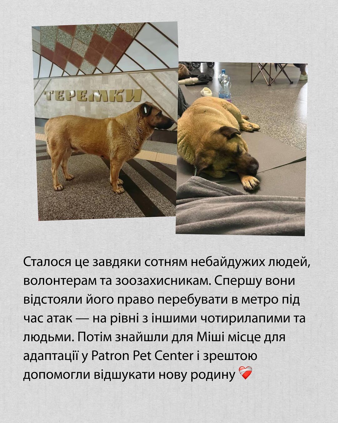 Щасливий фінал історії про київського песика Мішу, що ховався в метро від обстрілів
