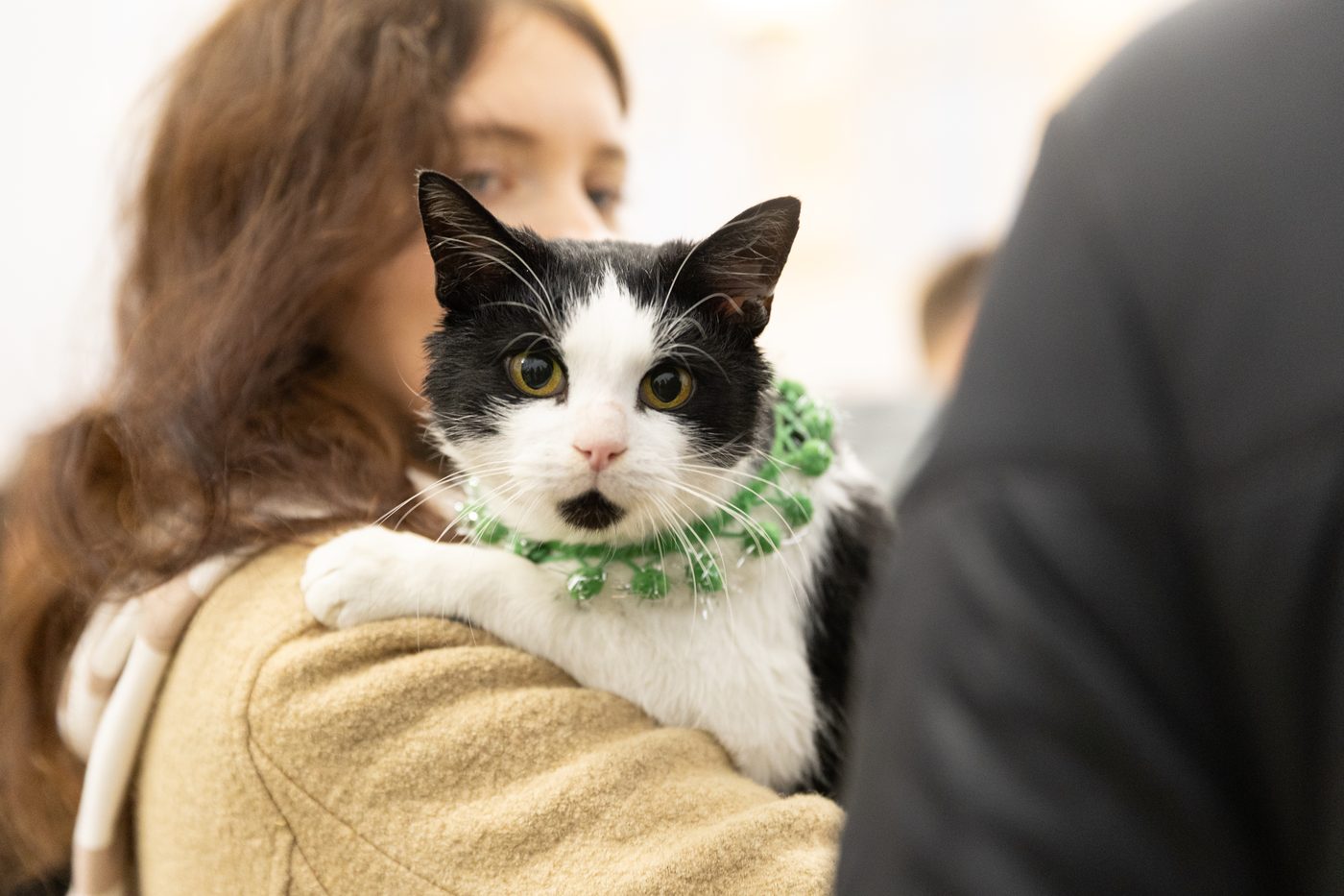 У Києві на різдвяному AdoptMe Days шукатимуть дім для тварин