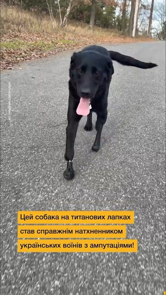 Пес-титан Лавр надихає ветеранів своєю стійкістю