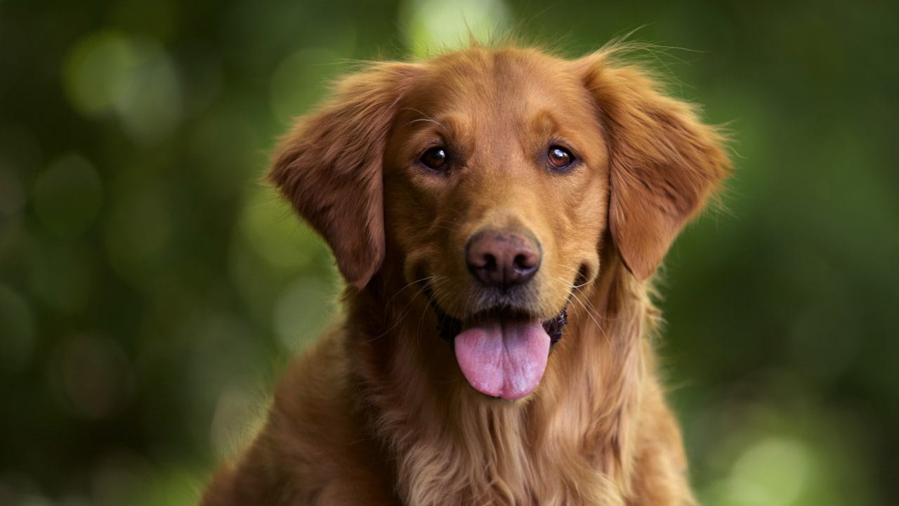 UAnimals та НБУ зібрали понад 2 млн грн монетами для допомоги тваринам