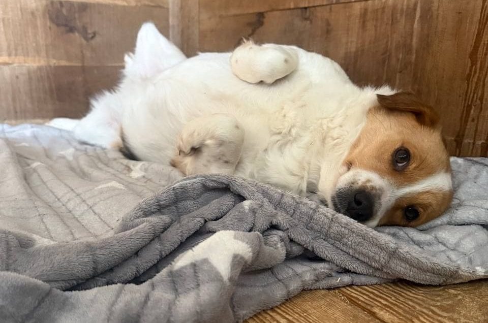 «Обігрійте тварин»: UAnimals збирають теплі речі для притулків