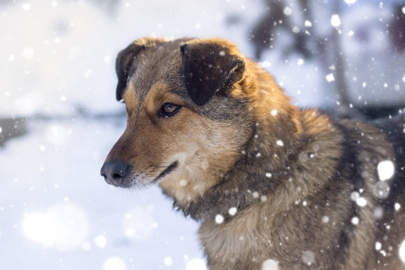 UAnimals розповіли, як допомогти безпритульним тваринам у період морозів