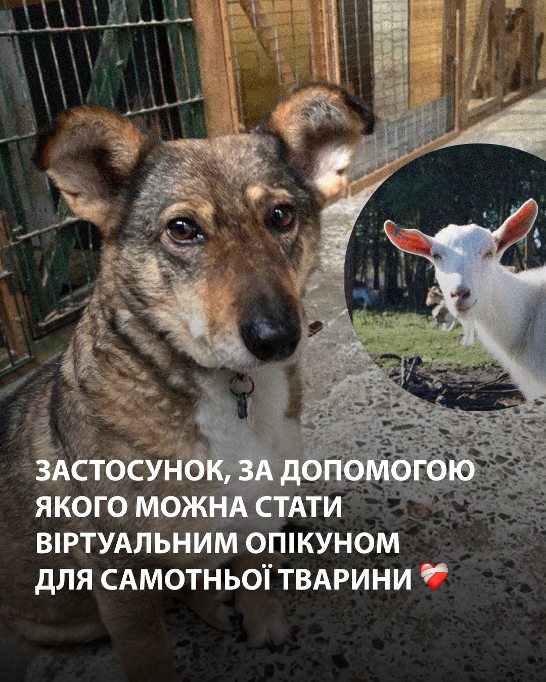 Застосунок, за допомогою якого можна стати віртуальним опікуном для самотньої тварини