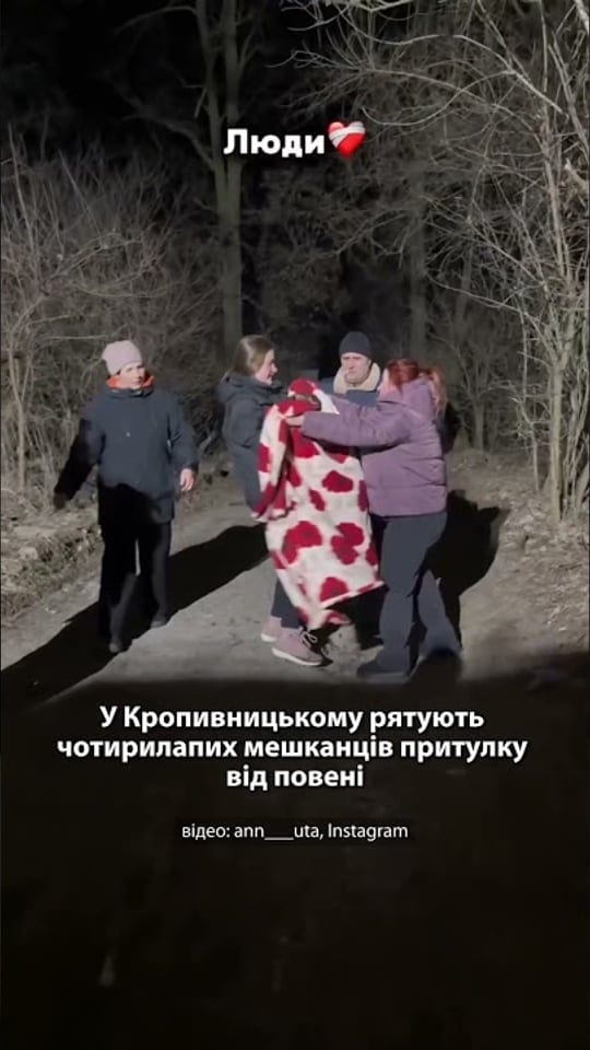 У Кропивницькому рятують чотирилапих мешканців притулку від повені