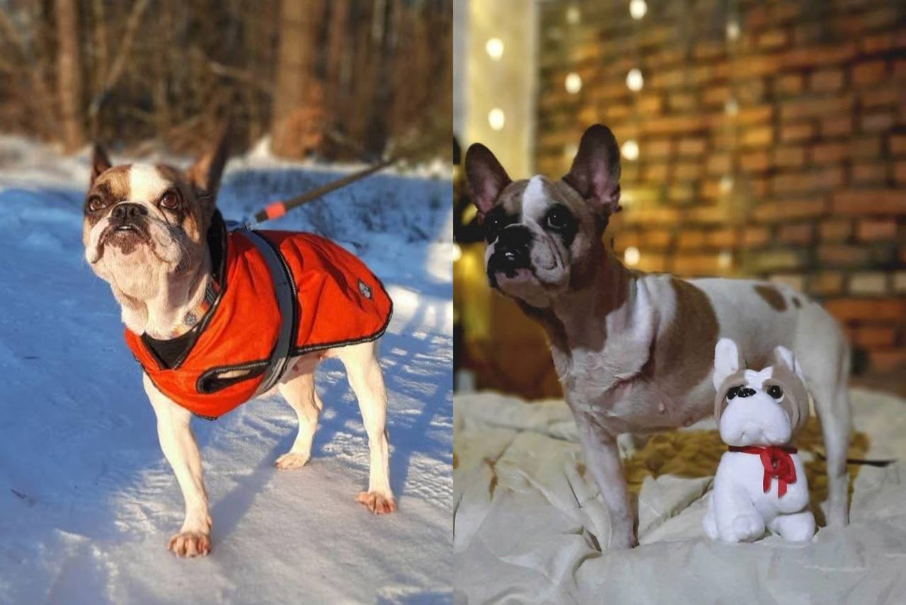 UAnimals створили іграшку трилапої песині Вікі. Увесь прибуток з її продажу спрямують на порятунок тварин