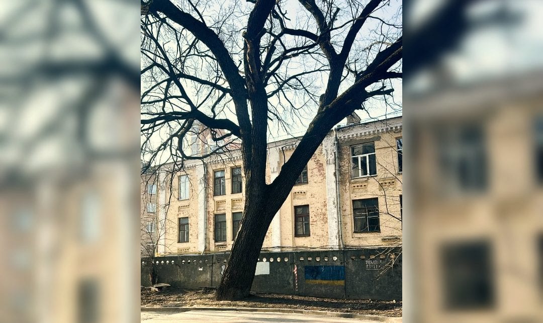 У Києві 300-річний дуб отримав статус пам’ятки природи
