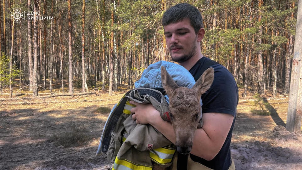 У Чорнобильському лісі врятували червонокнижну тварину під час пожежі (ВІДЕО)