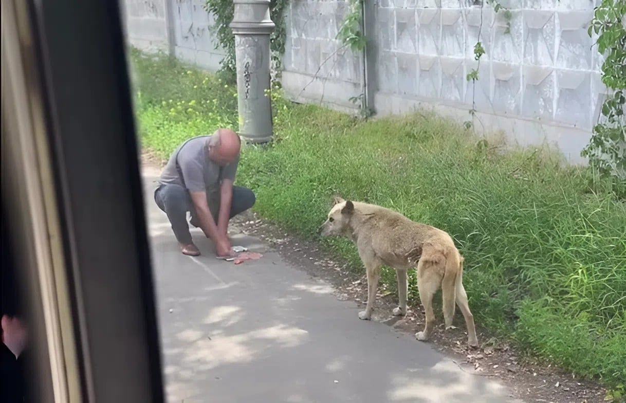 У Києві водій автобуса зробив зупинку, щоб нагодувати безпритульного собаку (ВІДЕО)