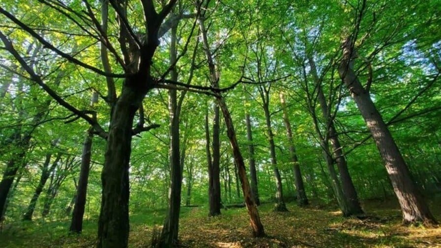 Біля Львова створять новий природний заказник із рідкісними рослинами й тваринами