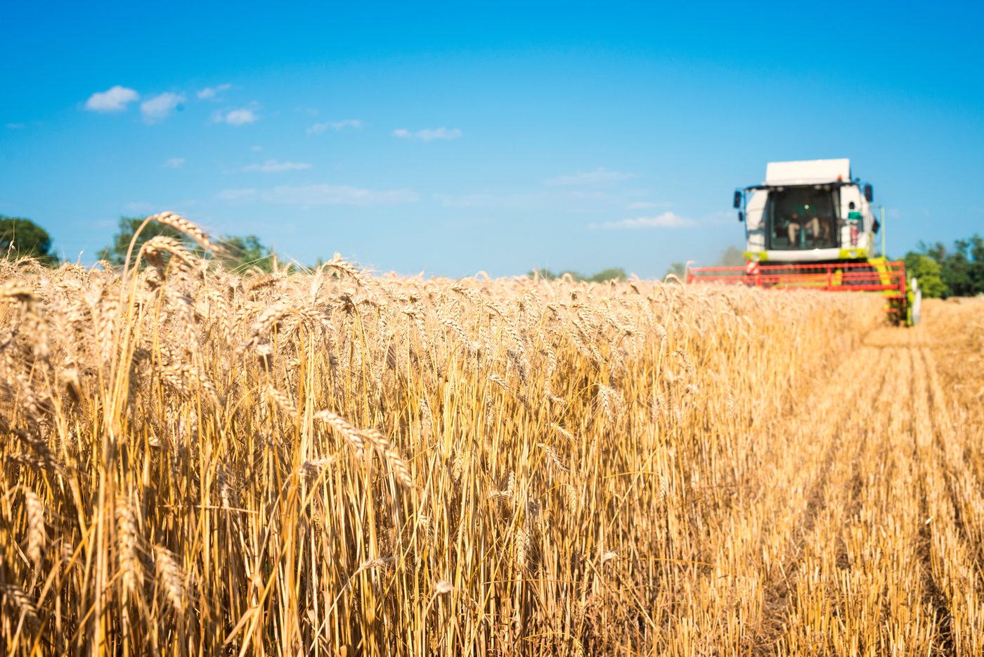 Україна збільшить виробництво та експорт пшениці — USDA