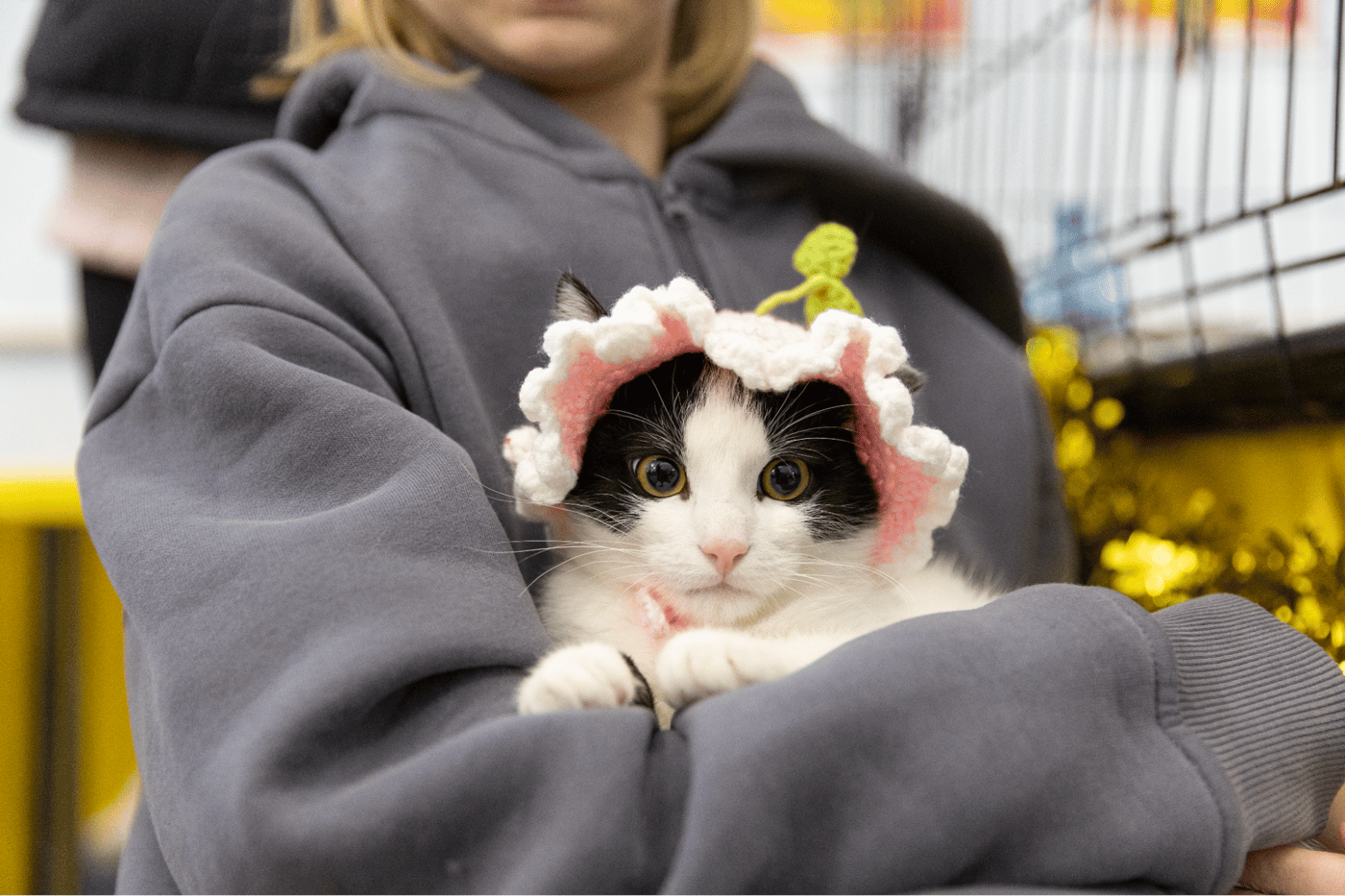 У Києві відбудеться найбільший фестиваль адопції котів та собак AdoptMe Days
