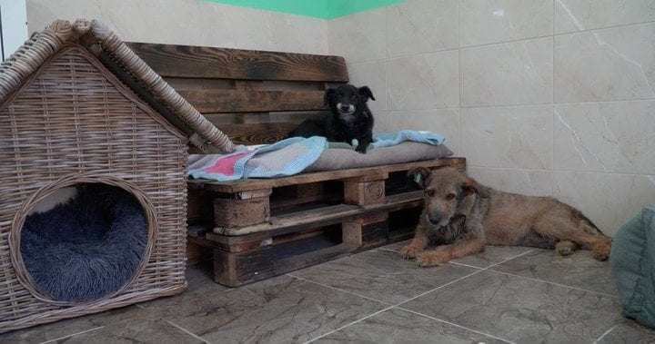 Дивани, килими та спокій: поблизу Дніпра відкрили хоспіс для стареньких собак (ВІДЕО)