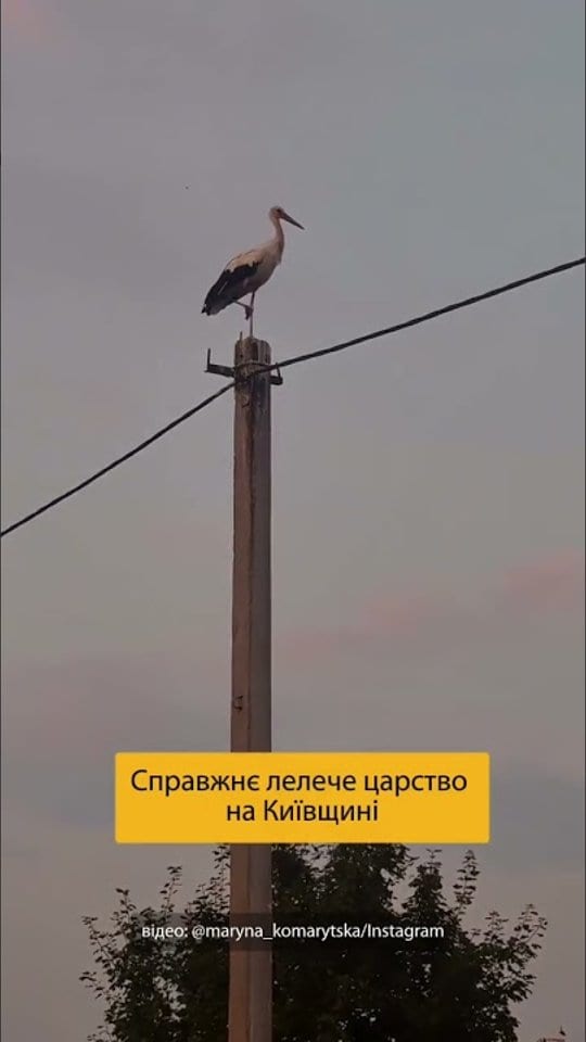 Не могли не поділитися цією красою з вами 