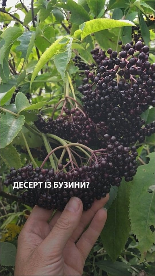 Десерт із бузини?