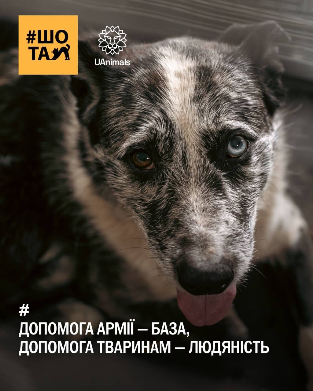 4 жовтня відзначається Всесвітній день тварин